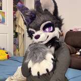 juniper_the_fox